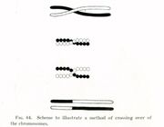 Thomas Hunt Morgan's crossover diagram