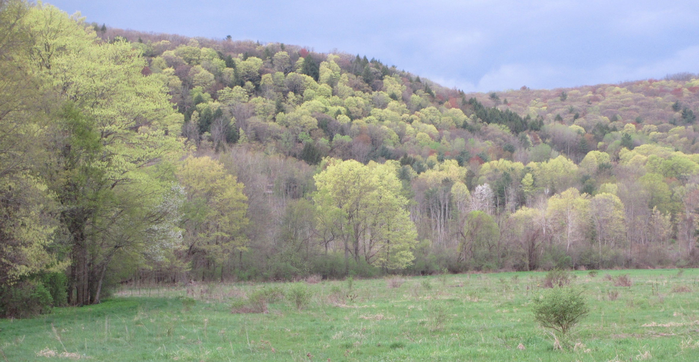 Ellis Hollow