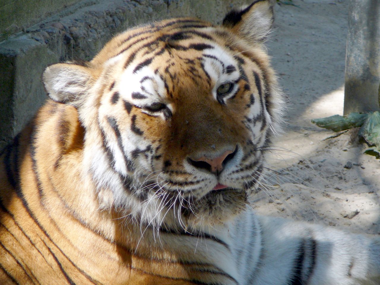 Помидоры сибирский тигр фото